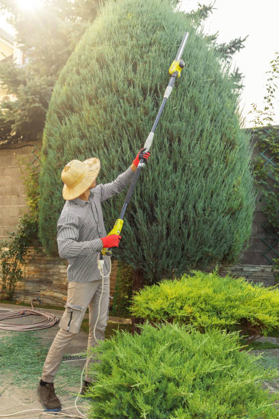 Trusted Suitland, MD Tree Removal and Landscaping Services Experts